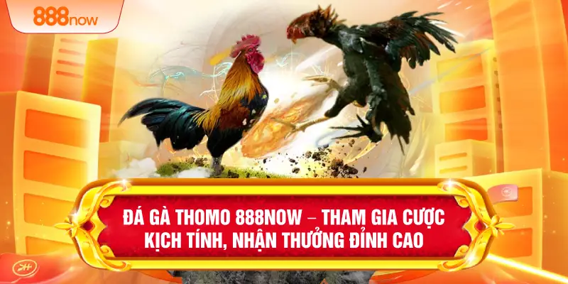 Đá Gà Thomo 888NOW – Tham Gia Cược Kịch Tính, Nhận Thưởng Đỉnh Cao